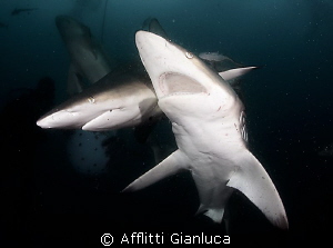 sharks in the dark by Afflitti Gianluca 